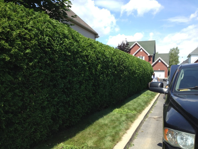 Hedge Timming Burnaby