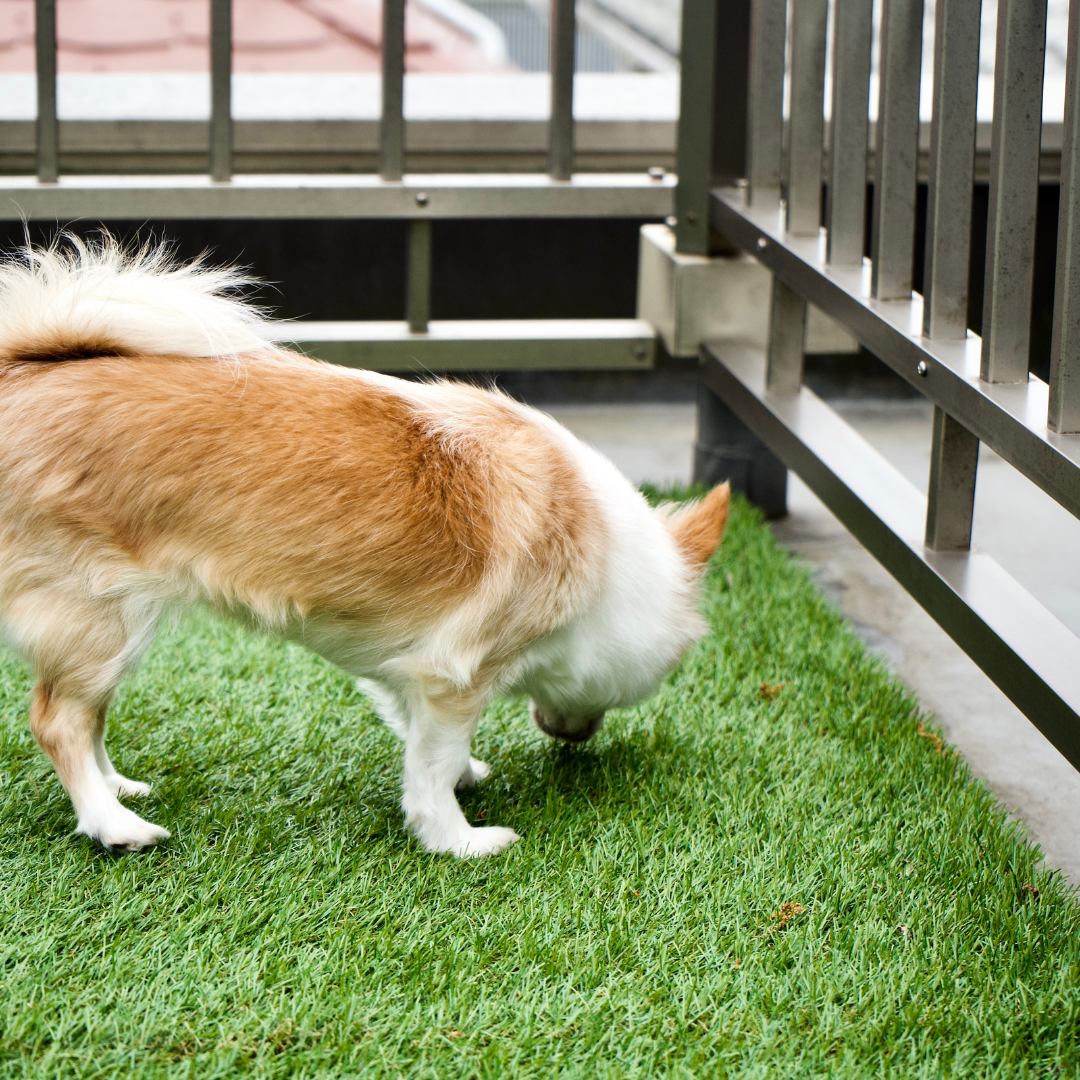 Artificial Grass for Pets Burnaby BC 